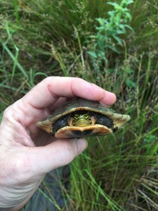 First turtle